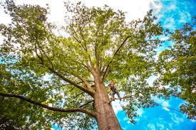 How Our Tree Care Process Works  in  Greene, IA