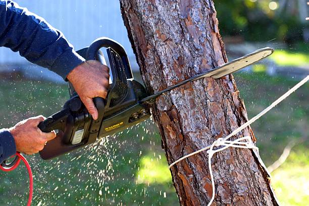 Professional Tree Services in Greene, IA